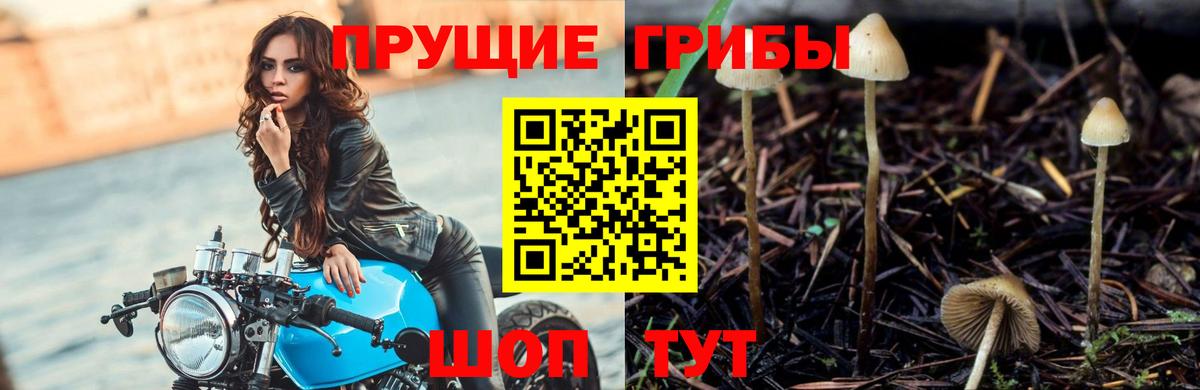 Саров  Галлюциногенные грибы Psilocybine cubensis  Вход с VPN  где найти наркотики  Галлюциногенные грибы мицелий 